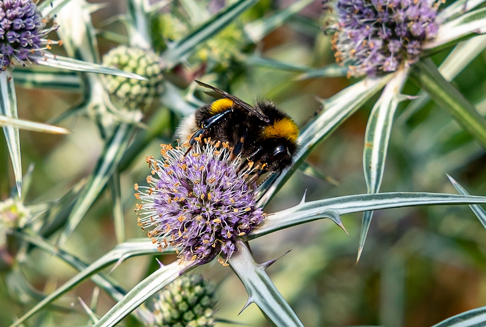 White-tailed bumble bee